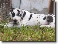 Bartholomew Žíhaný Anděl (Bártík)