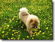 Nelinka a pampelišky