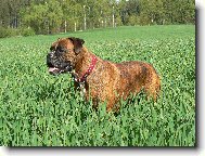 Blondy v jarním obilí