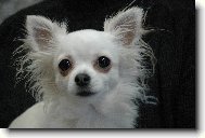 Čivava dlouhosrstá