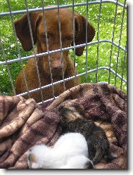 Tessušinka s koťátky