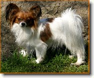 papillonci z Těšína