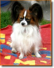 papillonci z Těšína