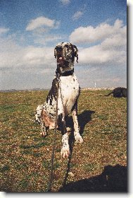 Ralf Hvězdný luh ( Jonáš )