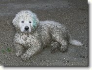 Jsem ječtě čuvač nebo už fundlák?