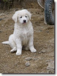 Andy od Čertova kopýtka