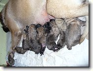 Babeta od Příbora   vrh B