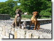 Amor a jeho nejlepší kamarádi