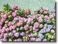 nejkrásnější květ je uprostřed