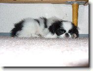 Co se ti tak asi zdá ??