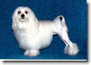 Noblesa Aura lvíčci