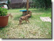 Naše štěňátko Aida