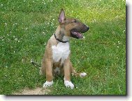 Já mám motýlka na bříšku, kde je ten skutečný?