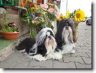 Kytičky mezi kytkama