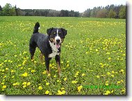 Angelo Novaboon Paradise- jako v Alpách