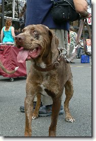 vístava psů na brněnském vístavišti 29.6. 2008