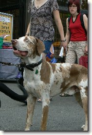 vístava psů na brněnském vístavišti 29.6. 2008