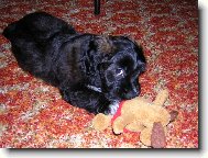 Ještě štěňátko