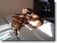 Paddy z Děčína s Eimy