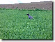 Cak z Chladné stráně