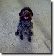 Alma z Lovčických tarasů