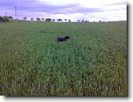 Alma z Lovčických tarasů