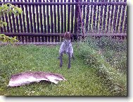 Sam (Cak z Chladné stráně)