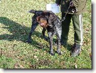 Amar z Lovčických tarasů