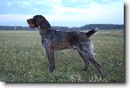 Alan z Lovčických tarasů