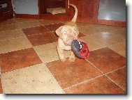 Cora a její beruška