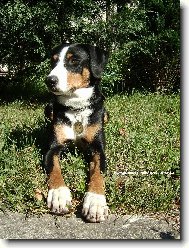 Abora z Velkého Újezda