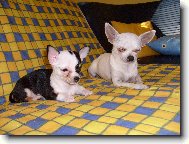 Odpočívám s kámoškou...