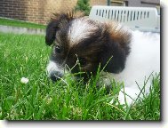 Arlow Strike Marestel- 6 týdnů