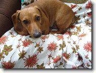 JEZEVČÍK HLADKOSRSTÝ