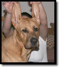 Baldey ze Špičáku 7 měsíců