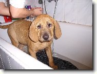 Baldey ze Špičáku ve vaně