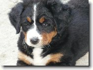 Bellinka z Červenky