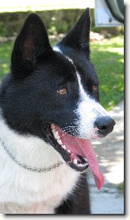 Alf Čáslavská naděje