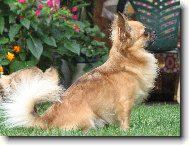 ICH Alva z Třebaňského údolí