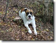 ...z podzimní procházky...