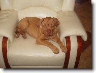 Corča a její křesílko