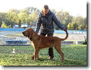 Almond 9 měsíců 3.Nej BIS junior Rybnik 2008