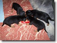 krmení divé zvěře