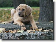 Baldey ze Špičáku