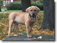 Baldey ze Špičáku