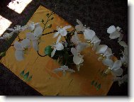 Velkokvětá kráska