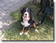 Překrásné štěňátko