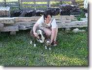 Tak už máme doma dva buliky