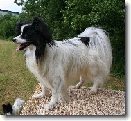 Akin Dejvické kvítko