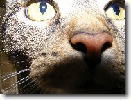 můj kamarád Pepíno